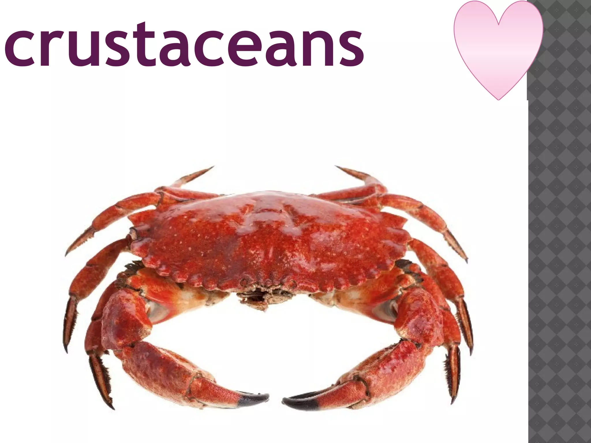 crustaceans
