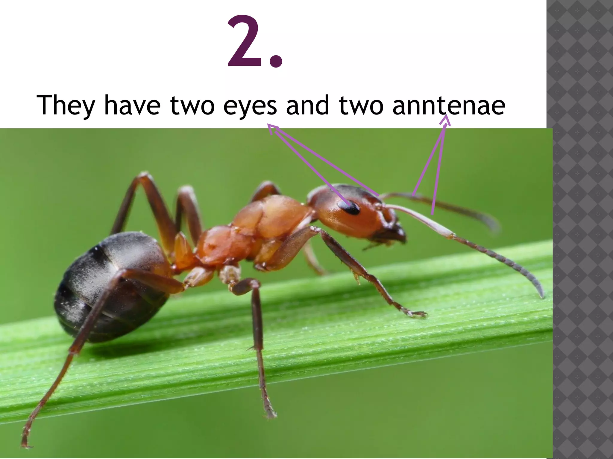 2.
They have two eyes and two anntenae