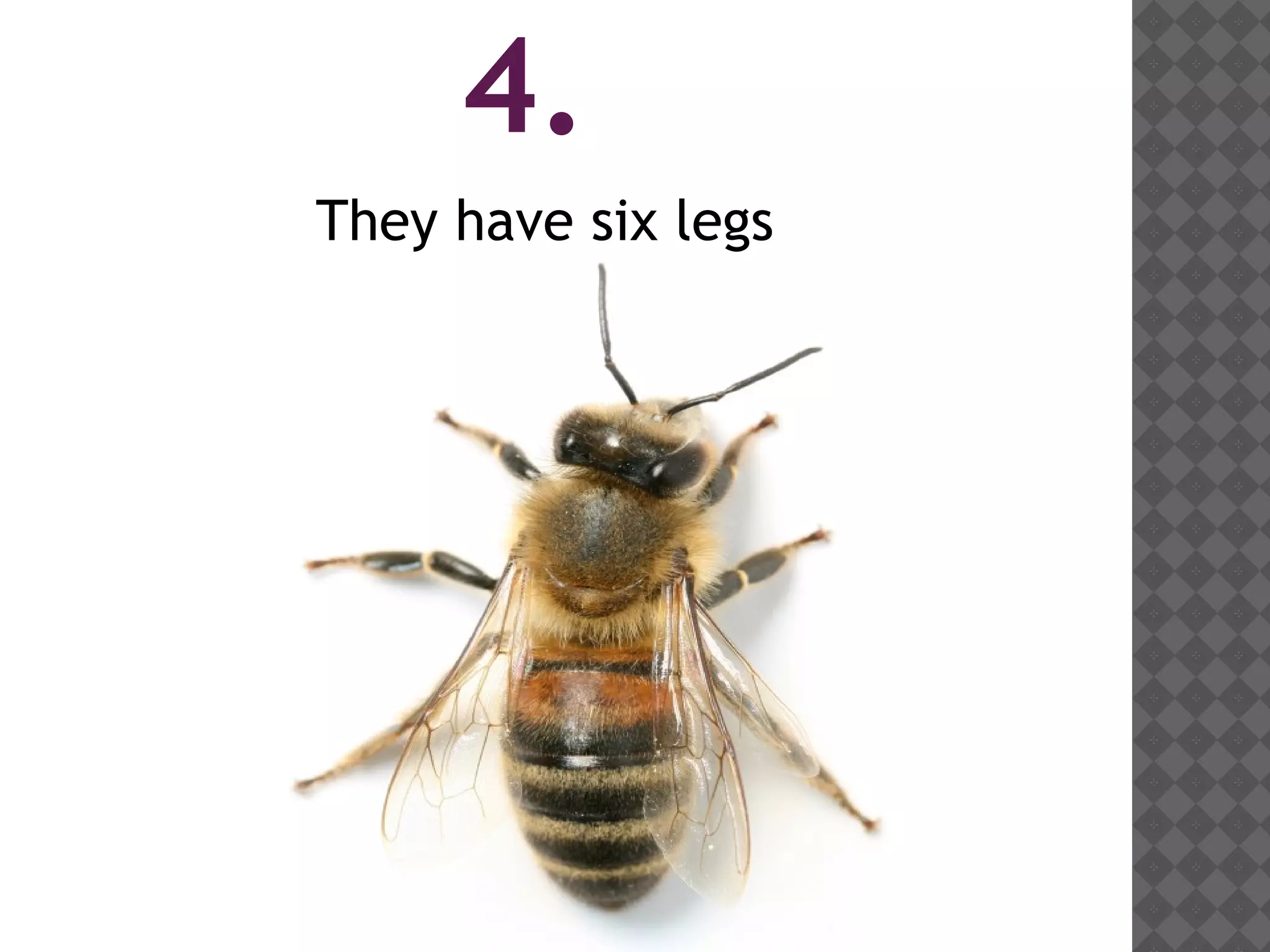 4.
They have six legs