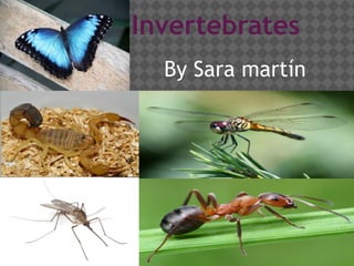 Invertebrates
By Sara martín
 