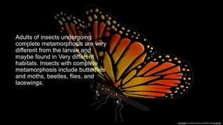 Adults of insects undergoing
complete metamorphosis are very
different from the larvae and
maybe found in Very different
h...