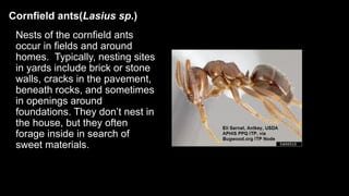 Cornfield ants(Lasius sp.)
Nests of the cornfield ants
occur in fields and around
homes. Typically, nesting sites
in yards...