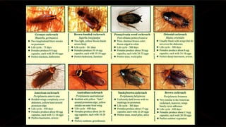 DPR Insects and Their Relatives.pdf
