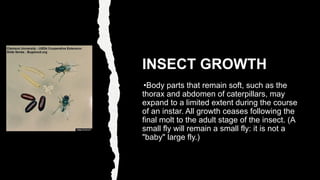 INSECT GROWTH
•Body parts that remain soft, such as the
thorax and abdomen of caterpillars, may
expand to a limited extent...