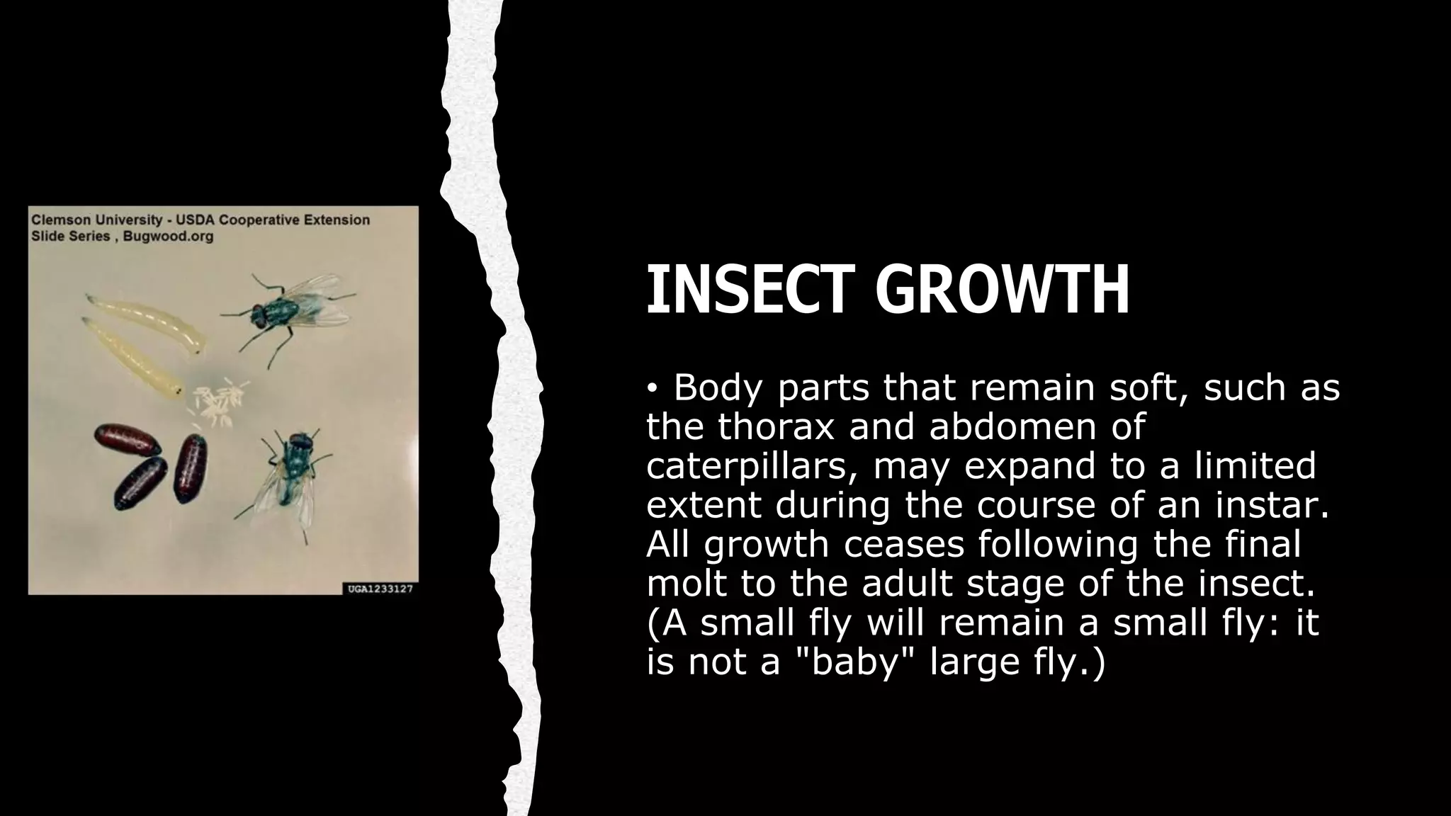 Insects and Their Relatives PDF.pdf