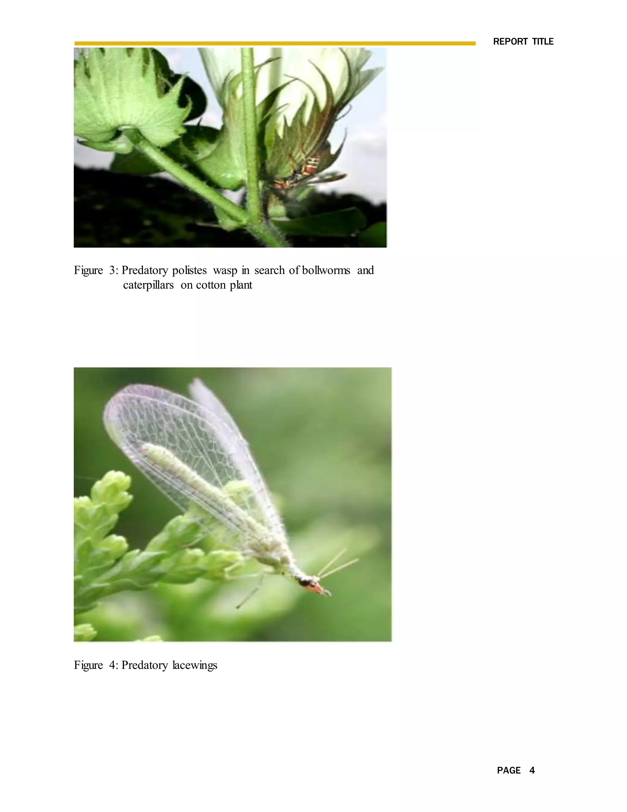 REPORT TITLE
PAGE 4
Figure 3: Predatory polistes wasp in search of bollworms and
caterpillars on cotton plant
Figure 4: Predatory lacewings
 