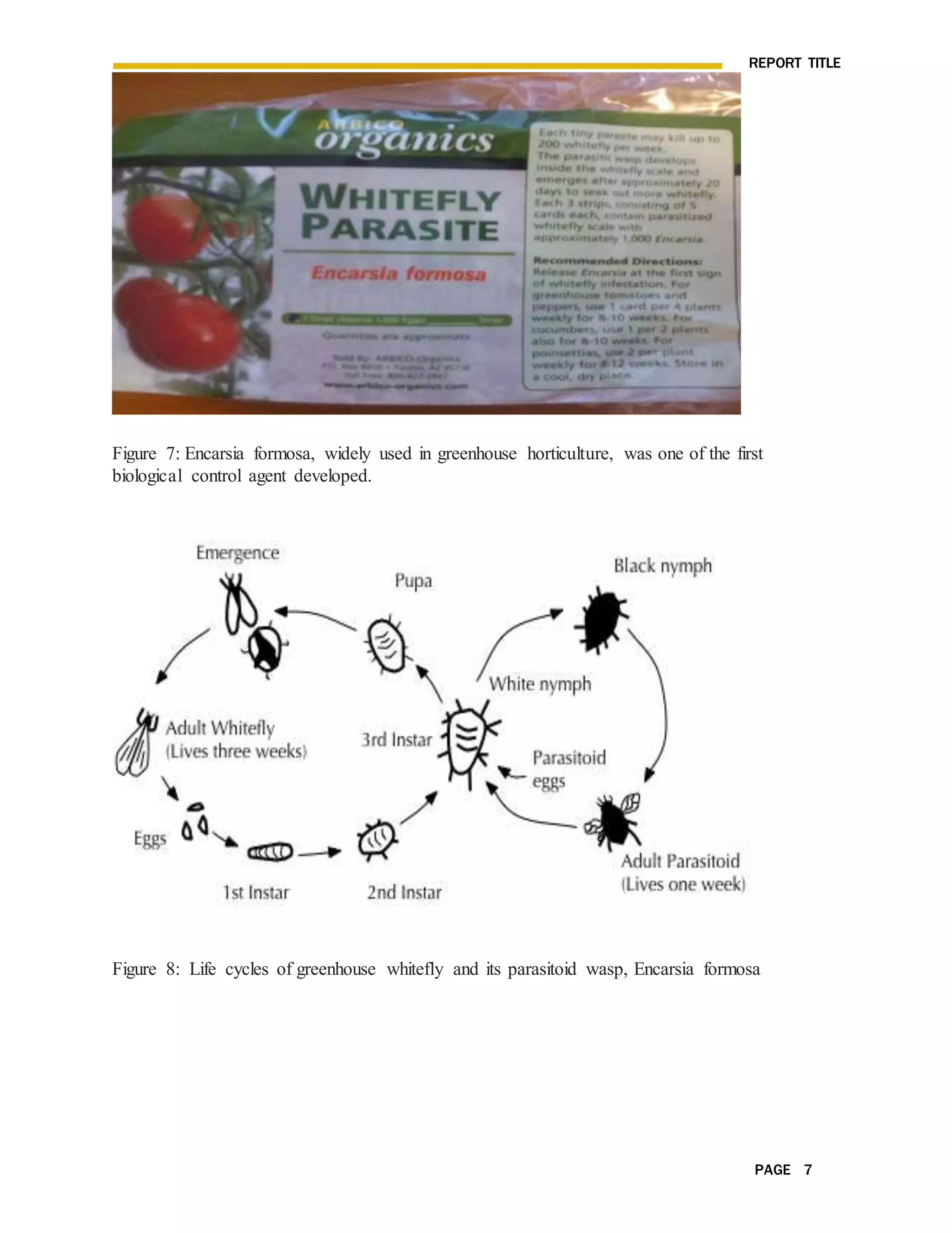 REPORT TITLE
PAGE 7
Figure 7: Encarsia formosa, widely used in greenhouse horticulture, was one of the first
biological control agent developed.
Figure 8: Life cycles of greenhouse whitefly and its parasitoid wasp, Encarsia formosa
 