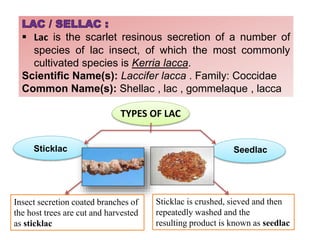 Shellac Lac Insects Insects as Medicine (Entomotherapy) | PPTX