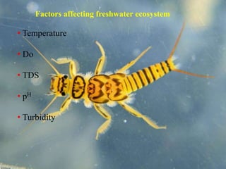 Desaturation Insects Insects as pollution indicators | PPTX