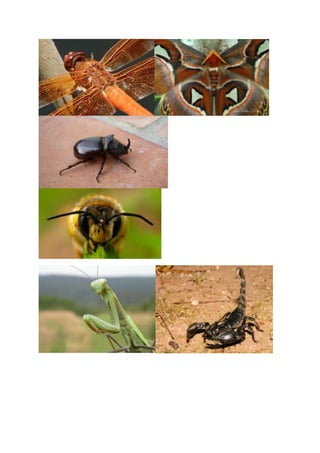 Insects birds reptiles research