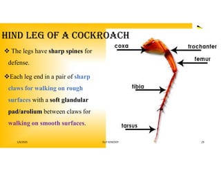 Insects and other arthropod Biology by @ Elly keny.pdf