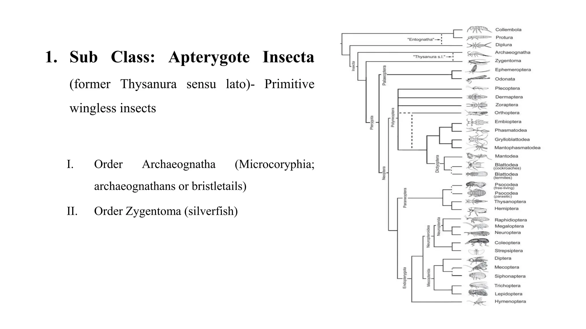 1. Sub Class: Apterygote Insecta
(former Thysanura sensu lato)- Primitive
wingless insects
I. Order Archaeognatha (Microcoryphia;
archaeognathans or bristletails)
II. Order Zygentoma (silverfish)
 