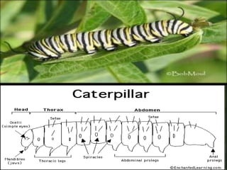 Insect’s development | PPTX