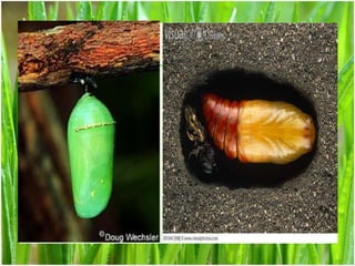 Insect’s development | PPTX