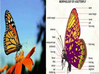 Insect’s development | PPTX