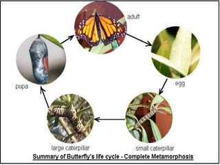 Insect Development Phase Insect’s development | PPTX