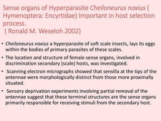 Sense organs of Hyperparasite Cheiloneurus noxius (
Hymenoptera: Encyrtidae) Important in host selection
process.
( Ronald M. Weseloh 2002)
• Cheiloneurus noxius a hyperparasite of soft scale insects, lays its eggs
within the bodies of primary parasites of these scales.
• The location and structure of female sense organs, involved in
discrimination secondary (scale) hosts, was investigated.
• Scanning electron micrographs showed that sensilla at the tips of the
antennae were morphologically distinct from those more proximally
situated.
• Sensory deprivation experiments involving partial removal of the
antennae suggest that these terminal structures are the sense organs
primarily responsible for receiving stimuli from the secondary host.
 