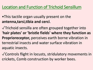 Location and Function of Trichoid Sensillum
•This tactile organ usually present on the
antenna,tarsi,tibia and cerci.
✓Trichoid sensilla are often grouped together into
'hair plates' or 'bristle fields' where they function as
Proprioreceptor, perceives earth borne vibration in
terrestrial insects and water surface vibration in
aquatic insects.
✓Controls flight in locusts, stridulatory movements in
crickets, Comb construction by worker bees.
 