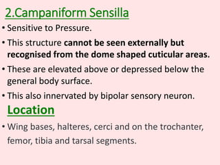 2.Campaniform Sensilla
• Sensitive to Pressure.
• This structure cannot be seen externally but
recognised from the dome shaped cuticular areas.
• These are elevated above or depressed below the
general body surface.
• This also innervated by bipolar sensory neuron.
Location
• Wing bases, halteres, cerci and on the trochanter,
femor, tibia and tarsal segments.
 
