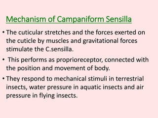 Mechanism of Campaniform Sensilla
• The cuticular stretches and the forces exerted on
the cuticle by muscles and gravitational forces
stimulate the C.sensilla.
• This performs as proprioreceptor, connected with
the position and movement of body.
• They respond to mechanical stimuli in terrestrial
insects, water pressure in aquatic insects and air
pressure in flying insects.
 