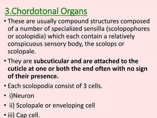 3.Chordotonal Organs
• These are usually compound structures composed
of a number of specialized sensilla (scolopophores
or scolopidia) which each contain a relatively
conspicuous sensory body, the scolops or
scolopale.
• They are subcuticular and are attached to the
cuticle at one or both the end often with no sign
of their presence.
• Each scolopodia consist of 3 cells.
• i)Neuron
• ii) Scolopale or enveloping cell
• iii) Cap cell.
 