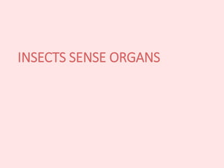 INSECTS SENSE ORGANS
 