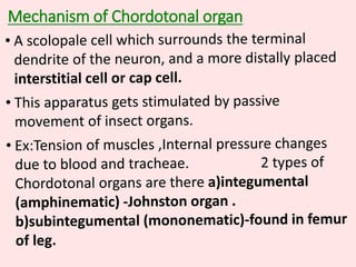 Mechanism of Chordotonal organ
 