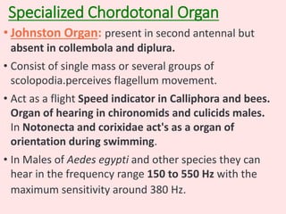 Specialized Chordotonal Organ
• Johnston Organ: present in second antennal but
absent in collembola and diplura.
• Consist of single mass or several groups of
scolopodia.perceives flagellum movement.
• Act as a flight Speed indicator in Calliphora and bees.
Organ of hearing in chironomids and culicids males.
In Notonecta and corixidae act's as a organ of
orientation during swimming.
• In Males of Aedes egypti and other species they can
hear in the frequency range 150 to 550 Hz with the
maximum sensitivity around 380 Hz.
 