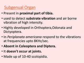 Subgenual Organ
• Present in proximal part of tibia.
• used to detect substrate vibration and air borne
vibration of high intensity.
• Highly developed in Orthoptera,Odonata and
Dictyoptera.
• In Periplanata americana respond to the vibrations
at frequencies upto 8KHz/sec.
• Absent in Coleoptera and Diptera.
• It doesn't occur at joints.
• Made up of 10-40 scolopidia.
 