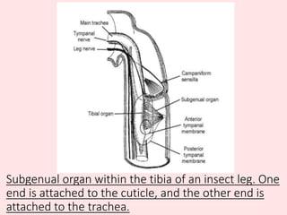 Subgenual organ within the tibia of an insect leg. One
end is attached to the cuticle, and the other end is
attached to the trachea.
 
