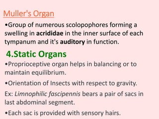 Muller's Organ
•Group of numerous scolopophores forming a
swelling in acrididae in the inner surface of each
tympanum and it's auditory in function.
4.Static Organs
•Proprioceptive organ helps in balancing or to
maintain equilibrium.
•Orientation of Insects with respect to gravity.
Ex: Limnophilic fascipennis bears a pair of sacs in
last abdominal segment.
•Each sac is provided with sensory hairs.
 