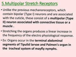 5.Multipolar Stretch Receptors
 