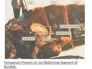 Tympanum Present on 1st Abdominal Segment of
Acridids.
 