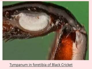 Tympanum in foretibia of Black Cricket
 