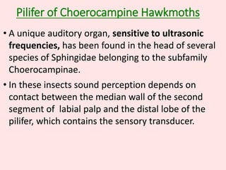 Pilifer of Choerocampine Hawkmoths
• A unique auditory organ, sensitive to ultrasonic
frequencies, has been found in the head of several
species of Sphingidae belonging to the subfamily
Choerocampinae.
• In these insects sound perception depends on
contact between the median wall of the second
segment of labial palp and the distal lobe of the
pilifer, which contains the sensory transducer.
 