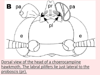 Dorsal view of the head of a choerocampiine
hawkmoth. The labral pilifers lie just lateral to the
proboscis (pr).
 