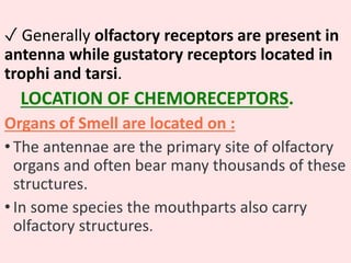 ✓ Generally olfactory receptors are present in
antenna while gustatory receptors located in
trophi and tarsi.
LOCATION OF CHEMORECEPTORS.
Organs of Smell are located on :
• The antennae are the primary site of olfactory
organs and often bear many thousands of these
structures.
• In some species the mouthparts also carry
olfactory structures.
 