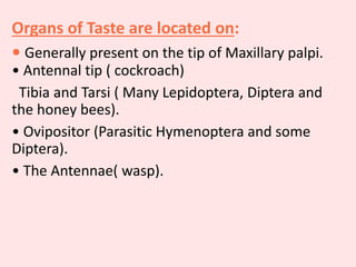 Organs of Taste are located on:
• Generally present on the tip of Maxillary palpi.
• Antennal tip ( cockroach)
Tibia and Tarsi ( Many Lepidoptera, Diptera and
the honey bees).
• Ovipositor (Parasitic Hymenoptera and some
Diptera).
• The Antennae( wasp).
 