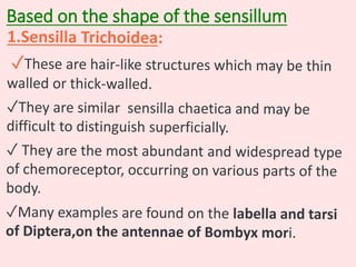 Based on the shape of the sensillum
 