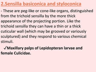 2.Sensilla basiconica and styloconica
- These are peg-like or cone-like organs, distinguished
from the trichoid sensilla by the more thick
appearance of the projecting portion. Like the
trichoid sensilla they can have a thin or a thick
cuticular wall (which may be grooved or variously
sculptured) and they respond to various chemical
stimuli.
✓Maxillary palps of Lepidopteran larvae and
female Culicidae.
 