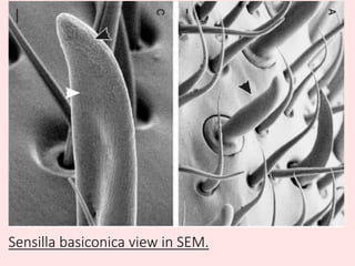 Sensilla basiconica view in SEM.
 