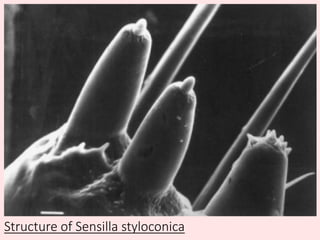 Structure of Sensilla styloconica
 