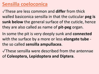 Sensilla coeloconica
✓These are less common and differ from thick
walled basiconica sensilla in that the cuticular peg is
sunk below the general surface of the cuticle, hence
they are also called as name of pit-peg organ.
In some the pit is very deeply sunk and connected
with the surface by a more or less elongate tube -
the so called sensilla ampullacea.
✓These sensilla were described from the antennae
of Coleoptera, Lepidoptera and Diptera.
 