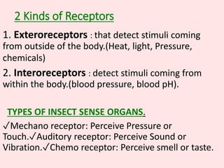 2 Kinds of Receptors
1. Exteroreceptors : that detect stimuli coming
from outside of the body.(Heat, light, Pressure,
chemicals)
2. Interoreceptors : detect stimuli coming from
within the body.(blood pressure, blood pH).
TYPES OF INSECT SENSE ORGANS.
✓Mechano receptor: Perceive Pressure or
Touch.✓Auditory receptor: Perceive Sound or
Vibration.✓Chemo receptor: Perceive smell or taste.
 