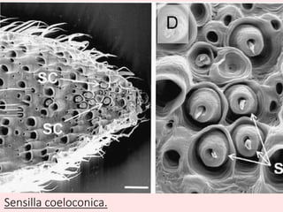 Sensilla coeloconica.
 