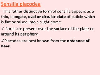 Sensilla placodea
- This rather distinctive form of sensilla appears as a
thin, elongate, oval or circular plate of cuticle which
is flat or raised into a slight dome.
✓ Pores are present over the surface of the plate or
around its periphery.
✓Placodea are best known from the antennae of
Bees.
 