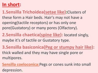 In short:
1.Sensilla Trichoidea(setae like):Clusters of
these form a Hair beds. Hair's may not have a
opening(tactile receptors) or has only one
pore(Gustatory) or many pores (Olfactory).
2.Sensilla chaetica(spine like): located singly,
maybe it's of tactile or Gustatory type.
3.Sensilla basiconica(Peg or stumpy hair like):
thick walled and they may have single pore or
multipores.
Sensilla coeloconica:Pegs or cones sunk into small
depression.
 