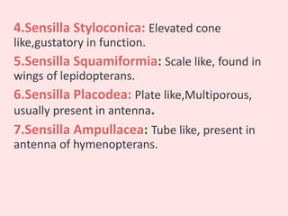 4.Sensilla Styloconica: Elevated cone
like,gustatory in function.
5.Sensilla Squamiformia: Scale like, found in
wings of lepidopterans.
6.Sensilla Placodea: Plate like,Multiporous,
usually present in antenna.
7.Sensilla Ampullacea: Tube like, present in
antenna of hymenopterans.
 