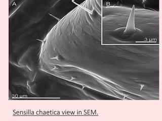 Sensilla chaetica view in SEM.
 