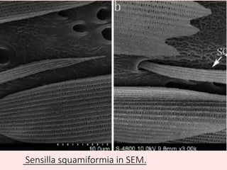 Sensilla squamiformia in SEM.
 